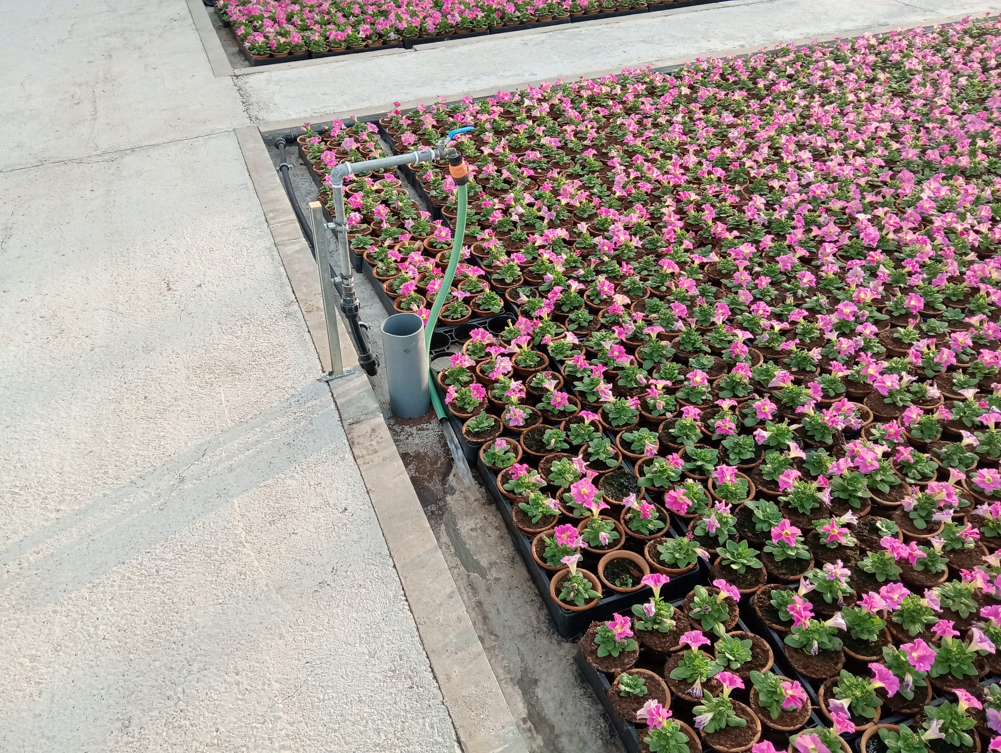 Vivero marbella