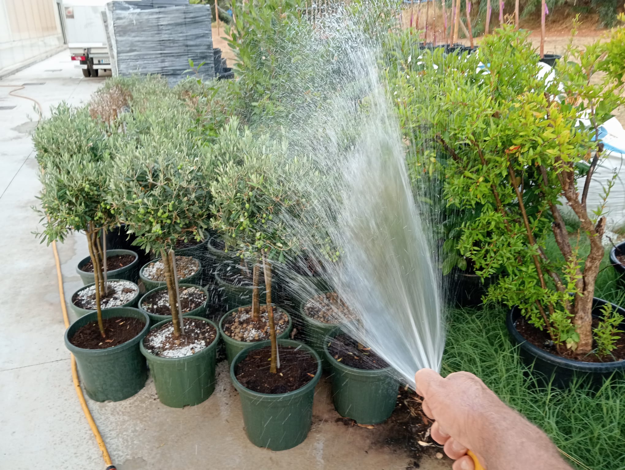 Vivero